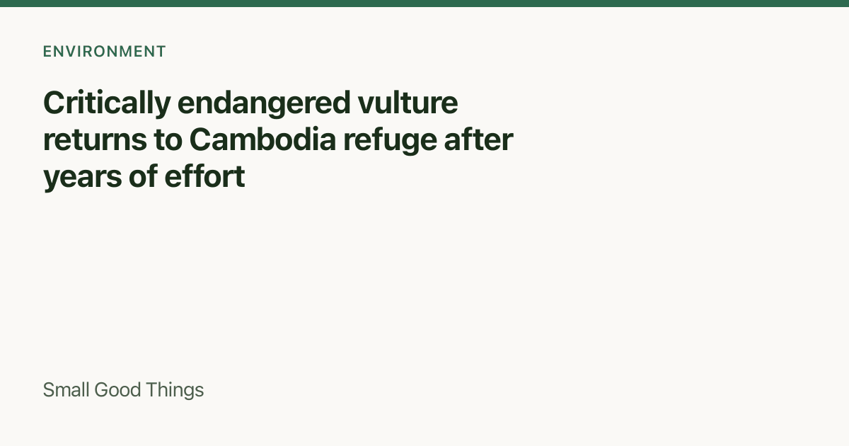 Critically endangered vulture returns to Cambodia refuge after years of effort — Cambodia