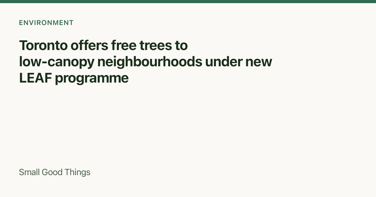 Toronto offers free trees to low-canopy neighbourhoods under new LEAF programme — Toronto, Canada