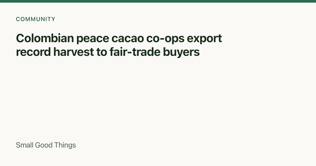 Colombian peace cacao co-ops export record harvest to fair-trade buyers — Colombia