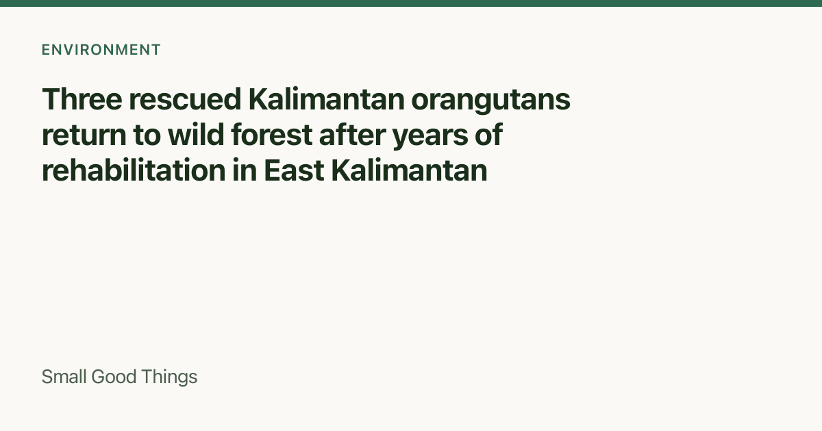 Three rescued Kalimantan orangutans return to wild forest after years of rehabilitation in East Kalimantan — East Kalimantan, Indonesia