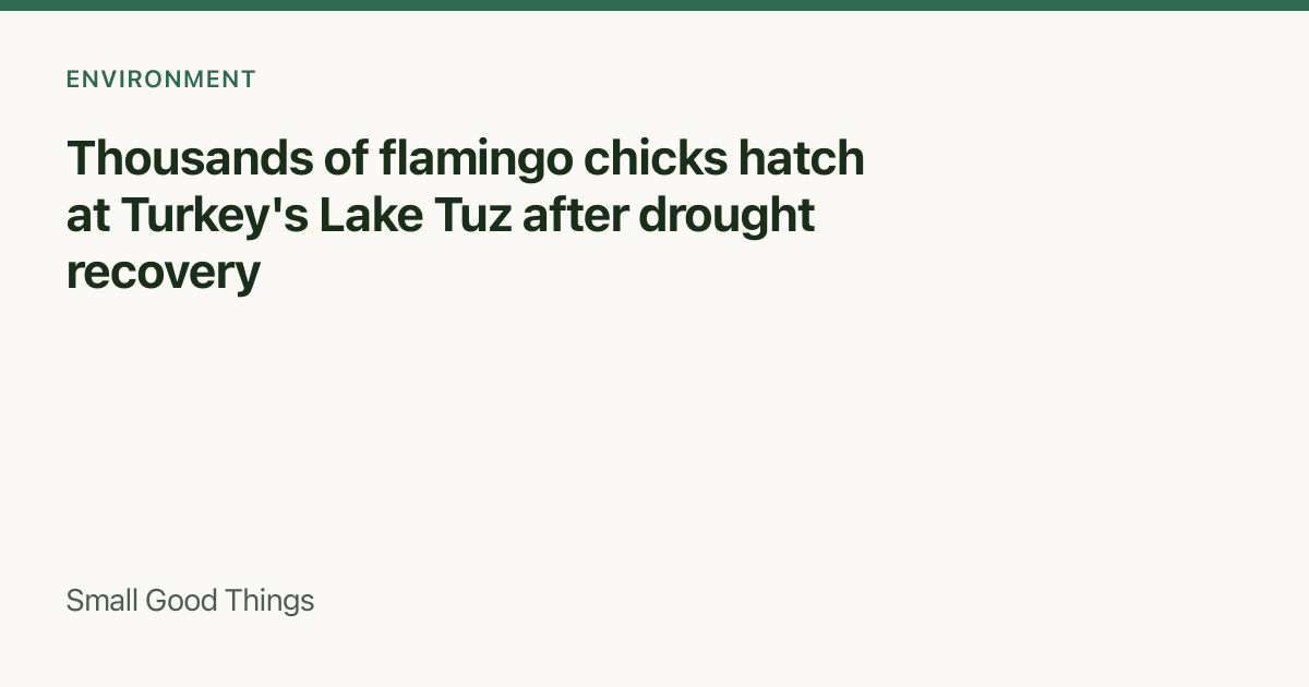Thousands of flamingo chicks hatch at Turkey's Lake Tuz after drought recovery — Lake Tuz, Türkiye