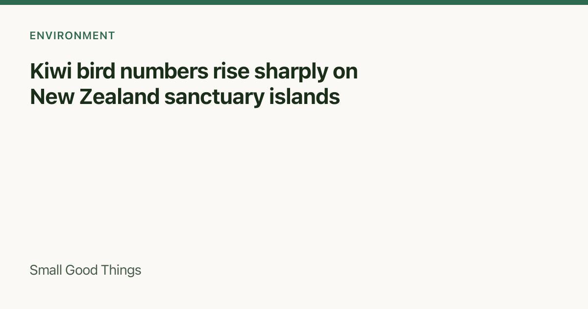 Kiwi bird numbers rise sharply on New Zealand sanctuary islands — New Zealand