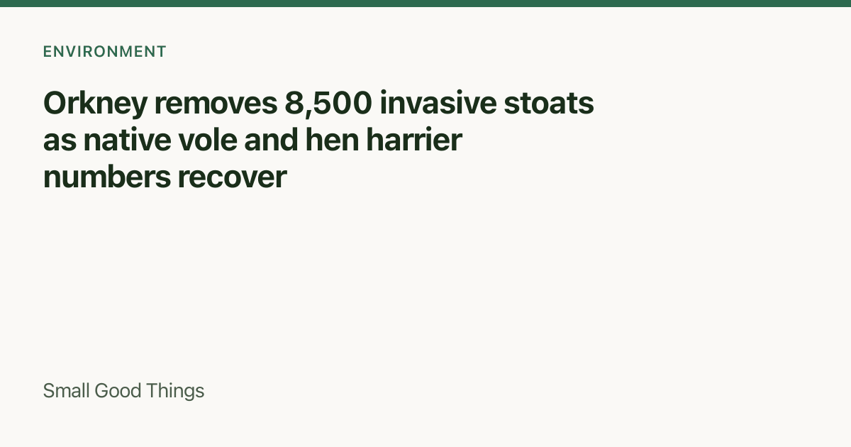 Orkney removes 8,500 invasive stoats as native vole and hen harrier numbers recover — Orkney, Scotland, United Kingdom