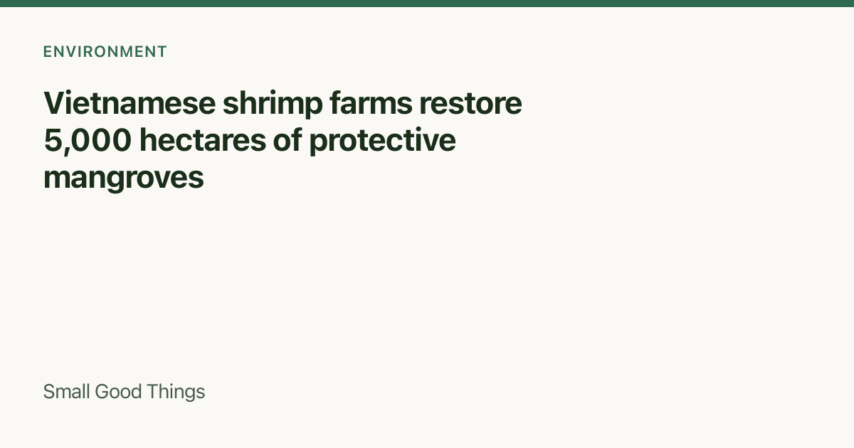 Vietnamese shrimp farms restore 5,000 hectares of protective mangroves — Vietnam