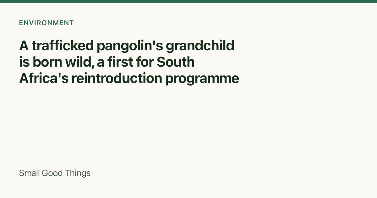 A trafficked pangolin's grandchild is born wild, a first for South Africa's reintroduction programme — Manyoni Private Game Reserve, Zululand, KwaZulu-Natal, South Africa