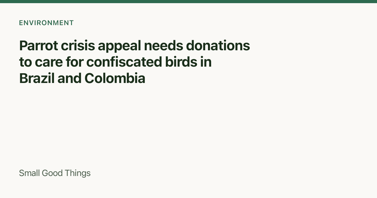 Parrot crisis appeal needs donations to care for confiscated birds in Brazil and Colombia — Brazil