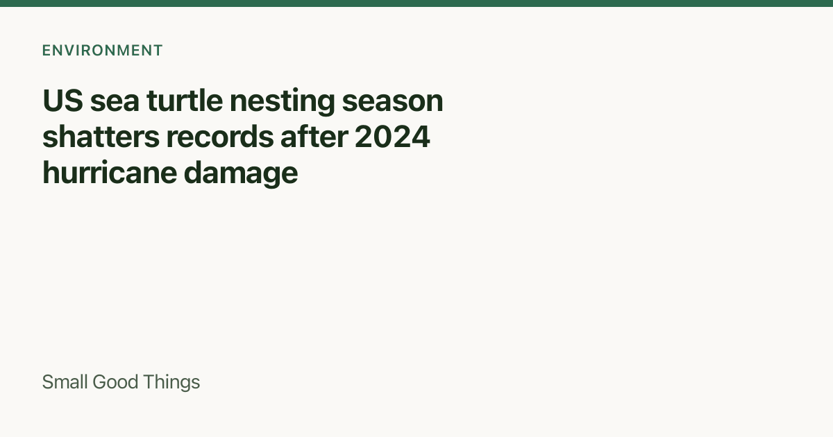 US sea turtle nesting season shatters records after 2024 hurricane damage — Florida, Georgia and North Carolina, United States