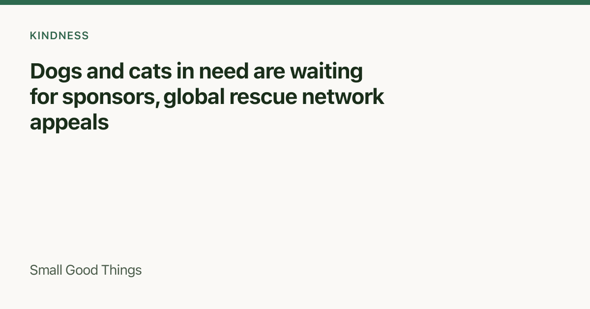 Dogs and cats in need are waiting for sponsors, global rescue network appeals — Global